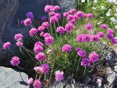 Fjærekoll (Armeria maritima)