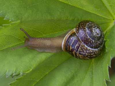 Copse Snail (Arianta arbustorum)