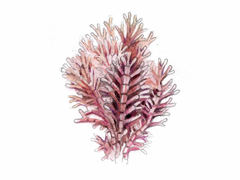 Coral weed (Corallina officinalis)