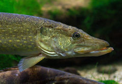 Northern pike (Esox lucius)