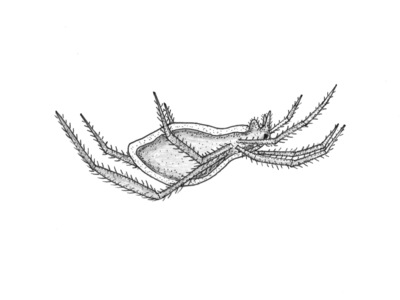 Argyroneta aquatica