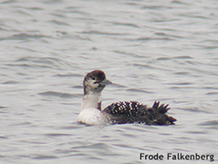 Great Northern Diver (Gavia immer)