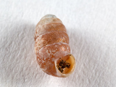 Pupilla muscorum