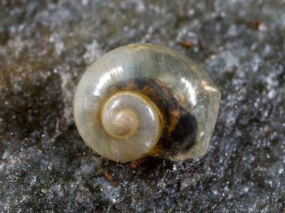 Vitrina pellucida