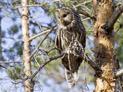 Slagugle (Strix uralensis)