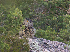 Eurasian Eagle Owl (Bubo bubo)