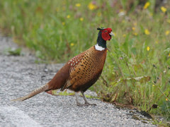 Common Pheasant (Phasianus colchicus)