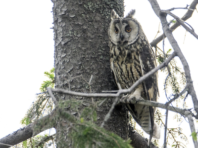 Long-eared Owl (Asio otus)