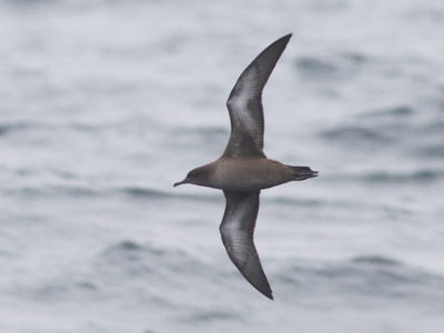 Grålire (Puffinus griseus)