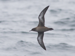 Sooty Shearwater (Puffinus griseus)