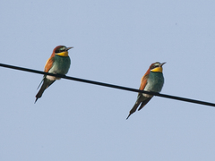 European Bee-eater (Merops apiaster)