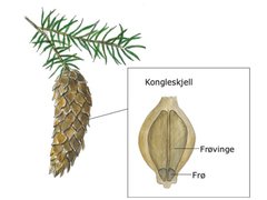 Pinaceae