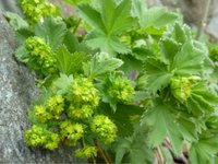 Alchemilla