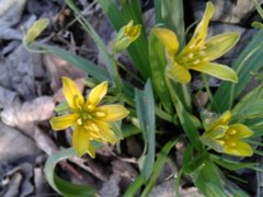 Yellow Star-of-Bethlehem (Gagea lutea)