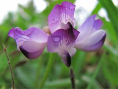 Oxytropis lapponica