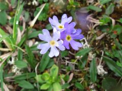 Primula scandinavica