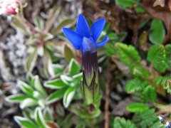 Snøsøte (Gentiana nivalis)