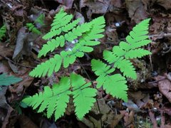 Gymnocarpium dryopteris