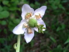 St. Olaf's Candlestick (Moneses uniflora)