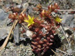 Sedum annuum