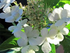 Guelder-rose (Viburnum opulus)