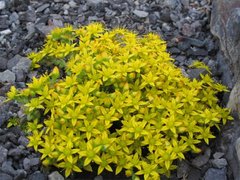 Biting Stonecrop (Sedum acre)