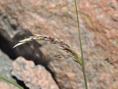 Wavy Hair-grass (Avenella flexuosa)