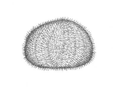 Echinus esculentus