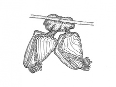 Lepadidae