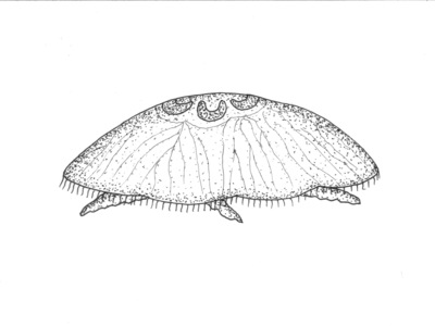 Stormaneter (Scyphozoa)