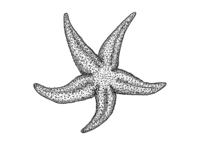 Echinoderms (Echinodermata)