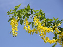 Laburnum (Laburnum anagyroides)