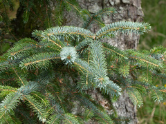 Sitkagran (Picea sitchensis)