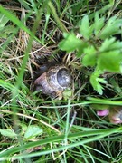 Copse Snail (Arianta arbustorum)