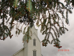 Sitka Spruce (Picea sitchensis)