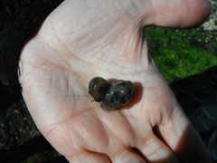 Nakensnegler (Nudibranchia)