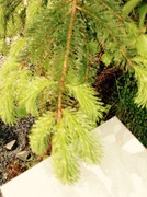 Sitka Spruce (Picea sitchensis)