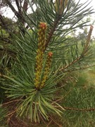 Sitka Spruce (Picea sitchensis)