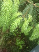 Sitkagran (Picea sitchensis)