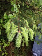 Sitka Spruce (Picea sitchensis)