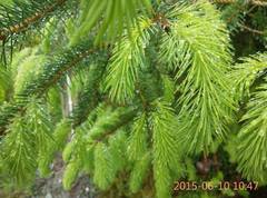 Sitka Spruce (Picea sitchensis)