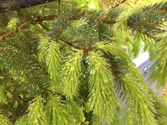 Sitka Spruce (Picea sitchensis)