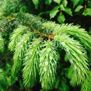 Sitka Spruce (Picea sitchensis)