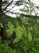 Sitka Spruce (Picea sitchensis)