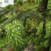 Sitka Spruce (Picea sitchensis)