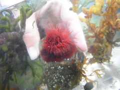 Actinia equina