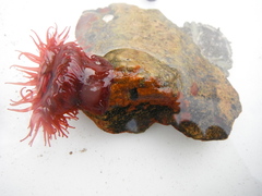 Hesteaktinie (Actinia equina)