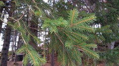 Sitka Spruce (Picea sitchensis)