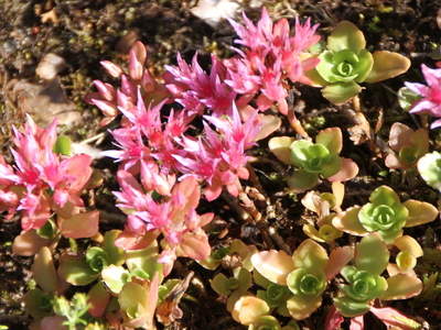 Gravbergknapp (Phedimus spurius)