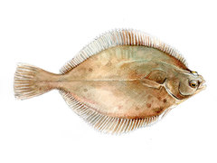 Dab (Limanda limanda)